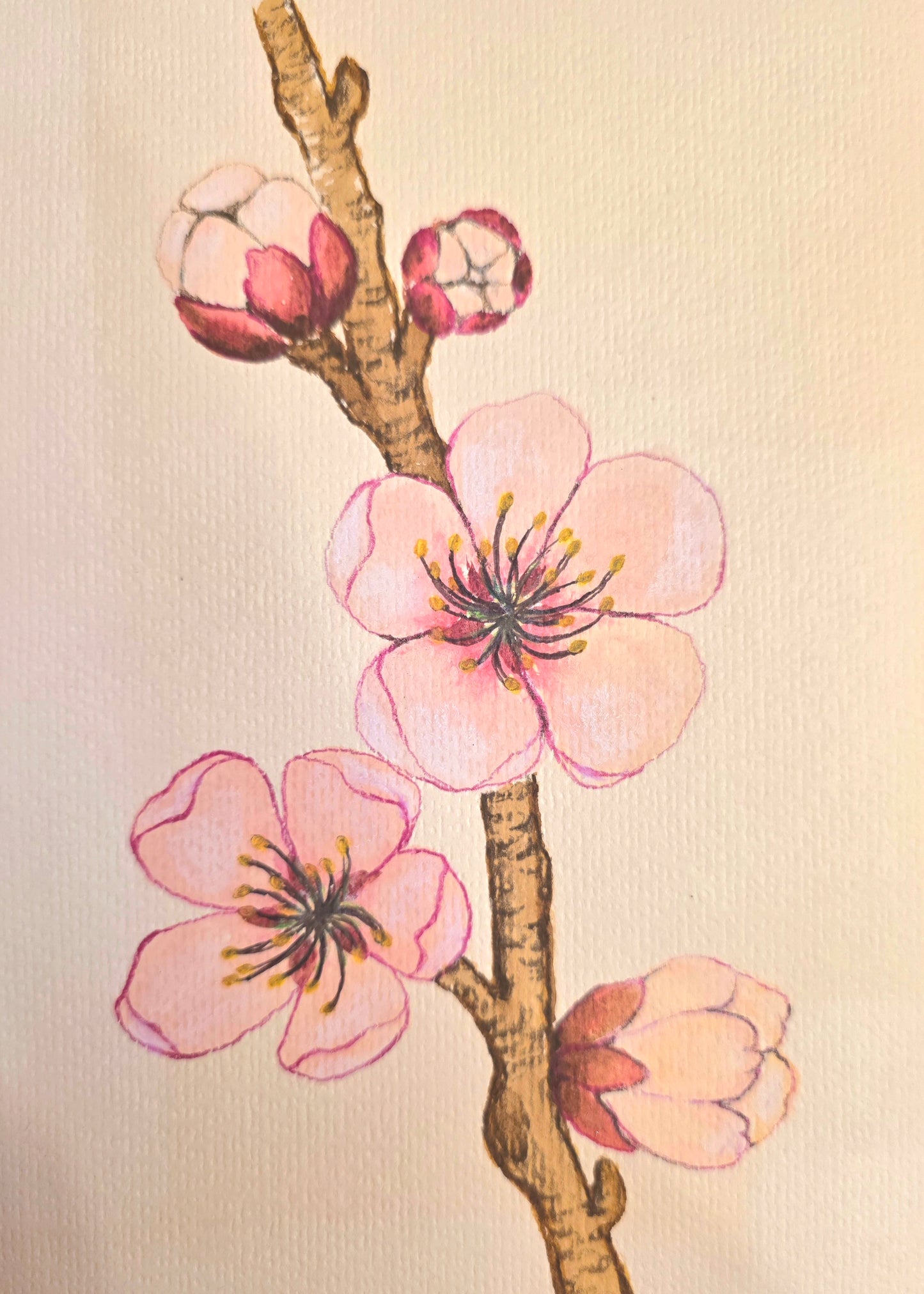 Cherry Blossom