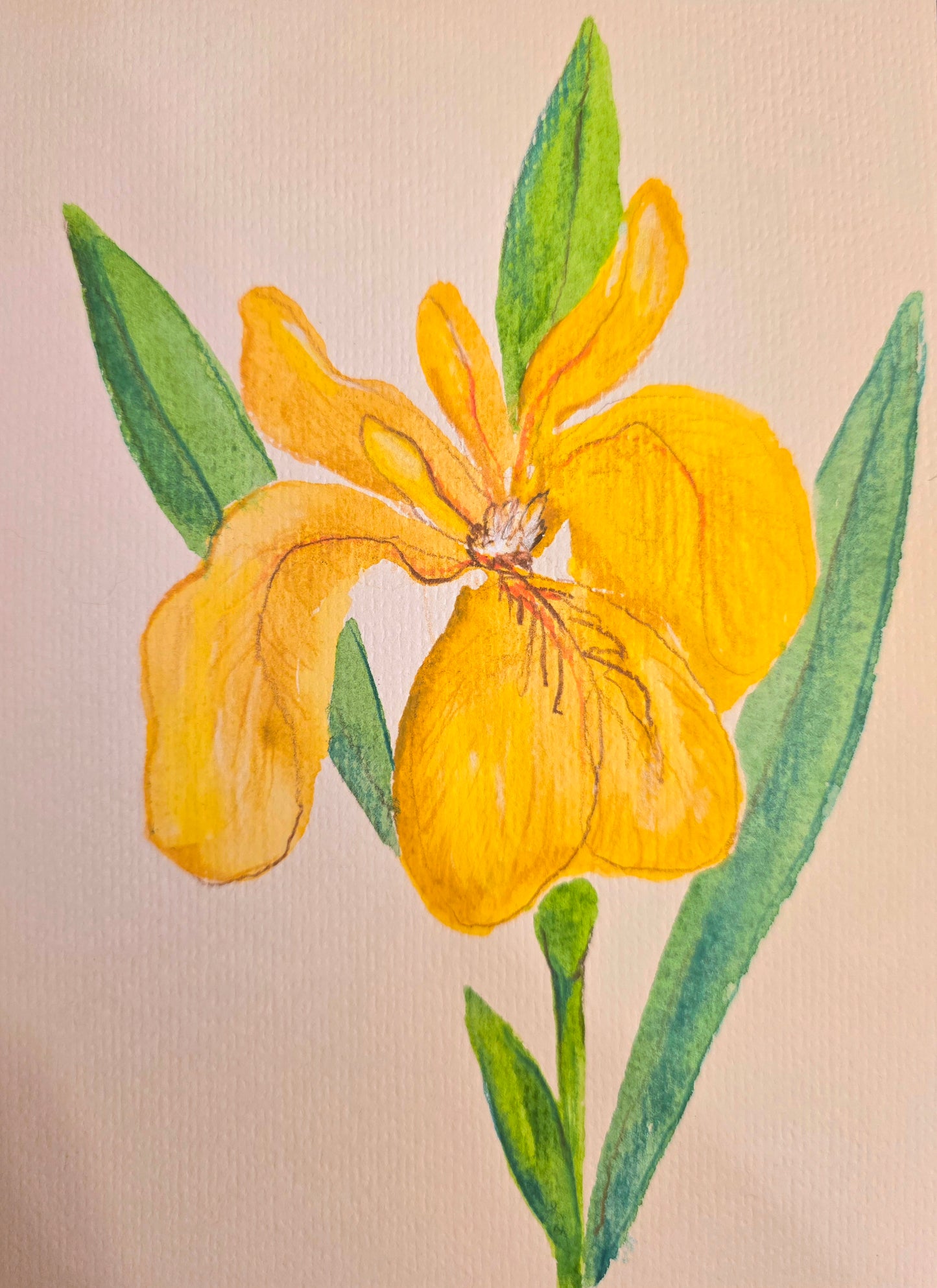 Yellow Iris