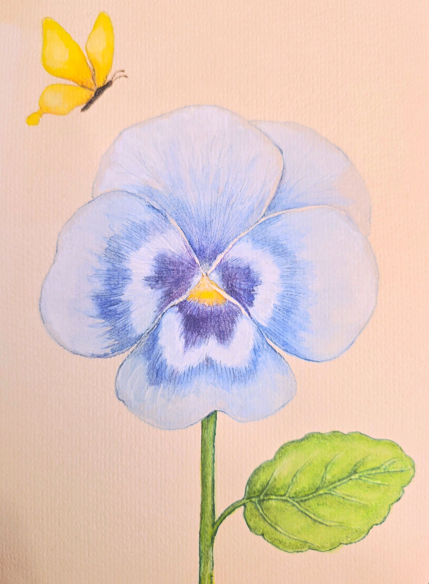 Sky Blue Pansy